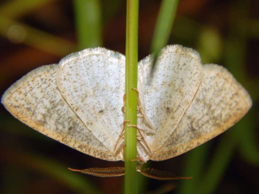 Scopula (?) da identificare